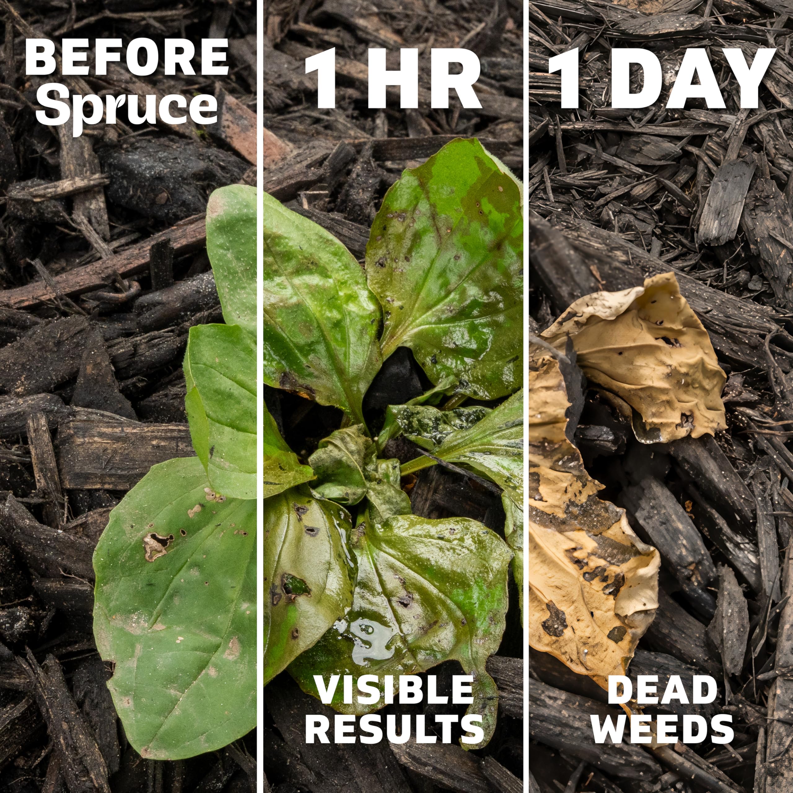 Spruce Weed Killer Refill spot-treats weeds in landscape areas.