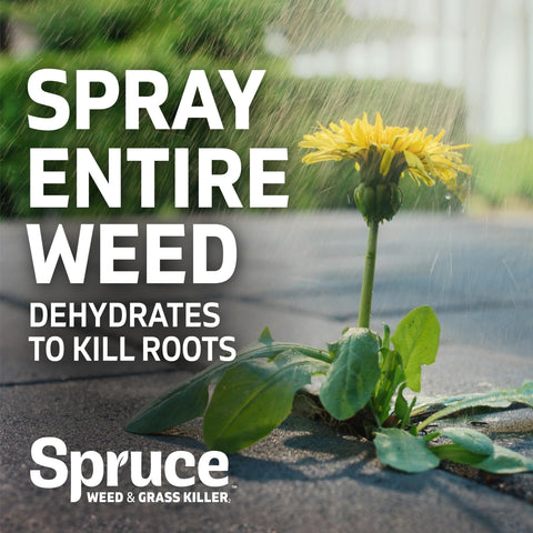 Spruce Weed Killer Refill demonstrates spray action against weeds.