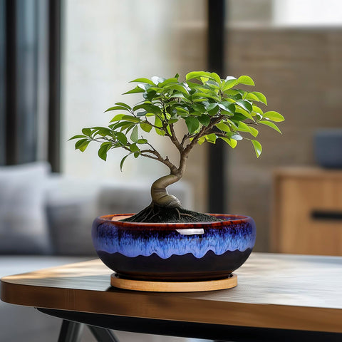 SQOWL bamboo tray captures excess water and keeps surfaces clean.
