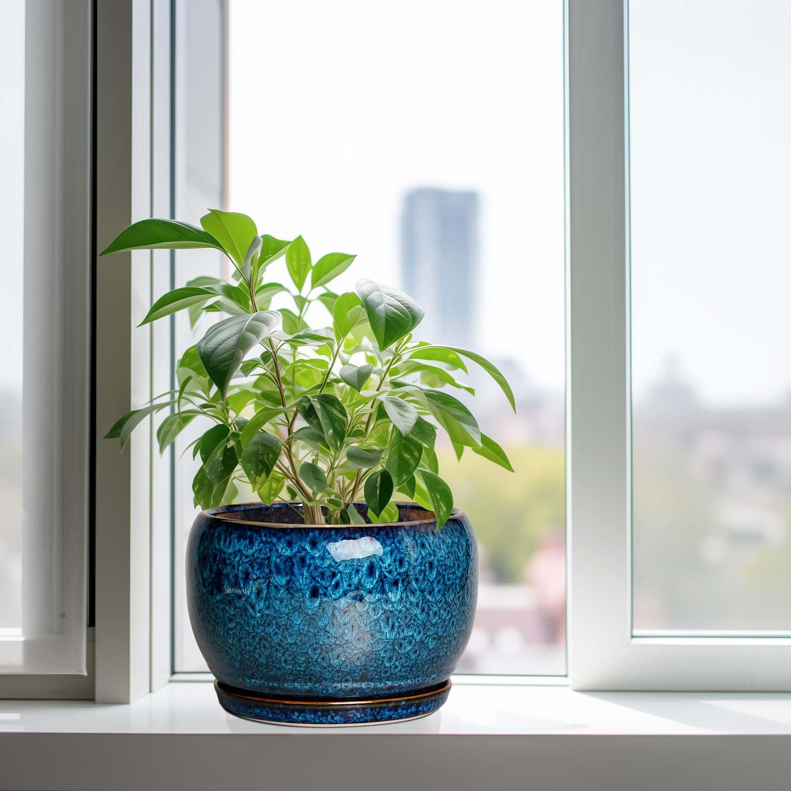 SQOWL blue planter on indoor shelf adds contemporary charm.