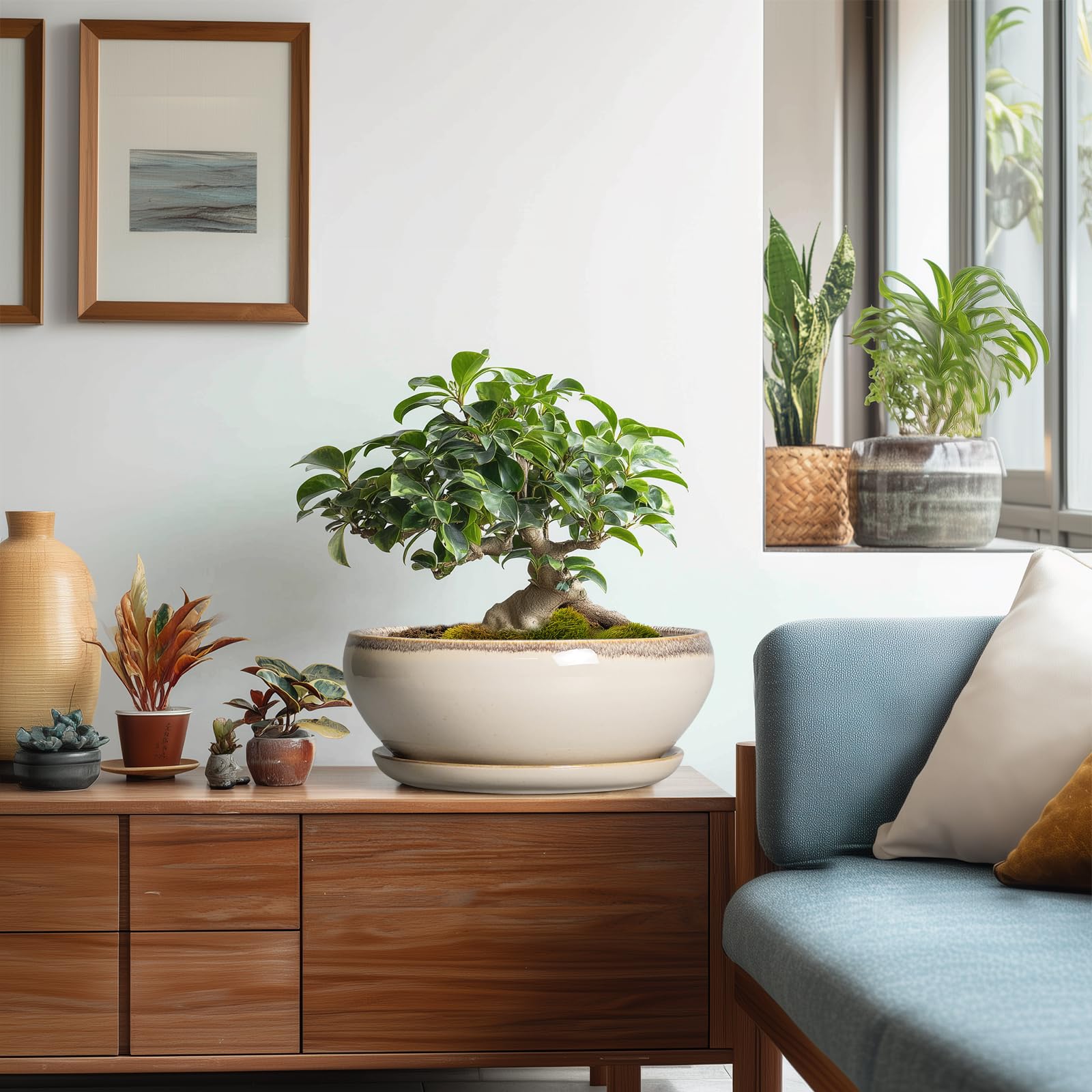 SQOWL bonsai pot makes a thoughtful gift for plant lovers and decorators.