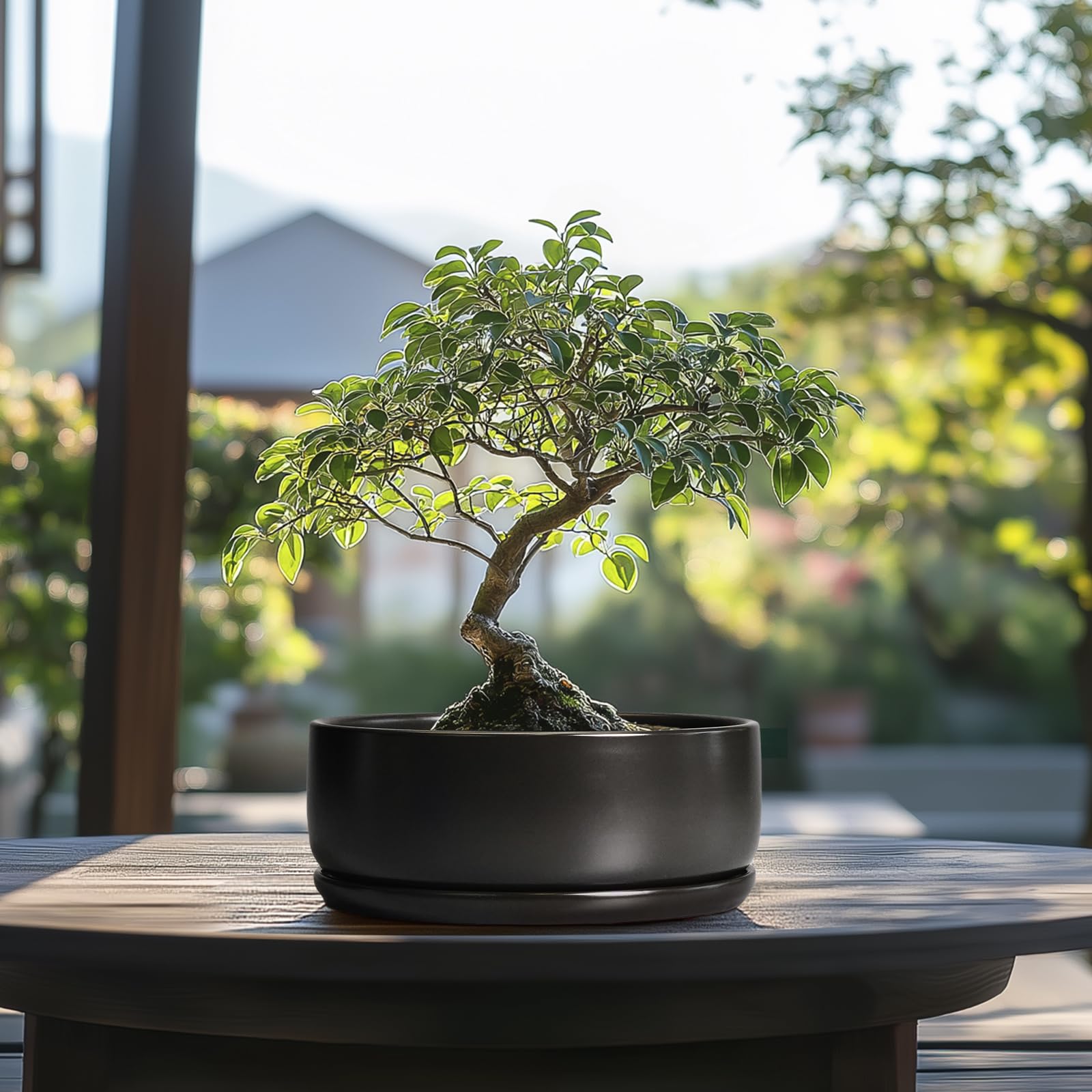 SQOWL bonsai pot with drainage and saucer supports neat watering routines.