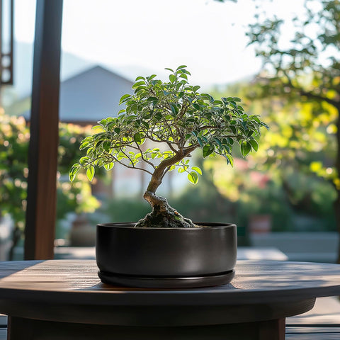 SQOWL bonsai pot with drainage and saucer supports neat watering routines.