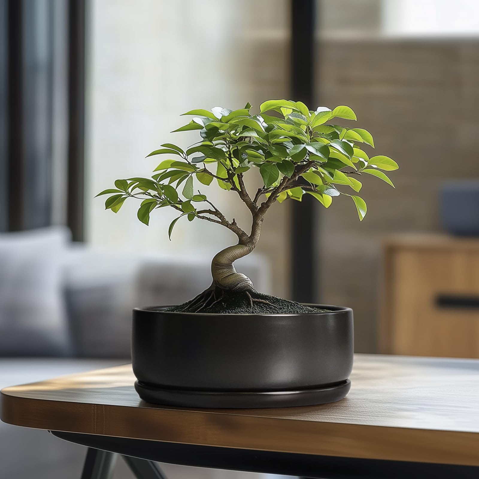 SQOWL bonsai pots with drainage-hole-saucer ensure tidy watering and root care.