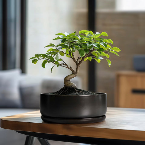 SQOWL bonsai pots with drainage-hole-saucer ensure tidy watering and root care.