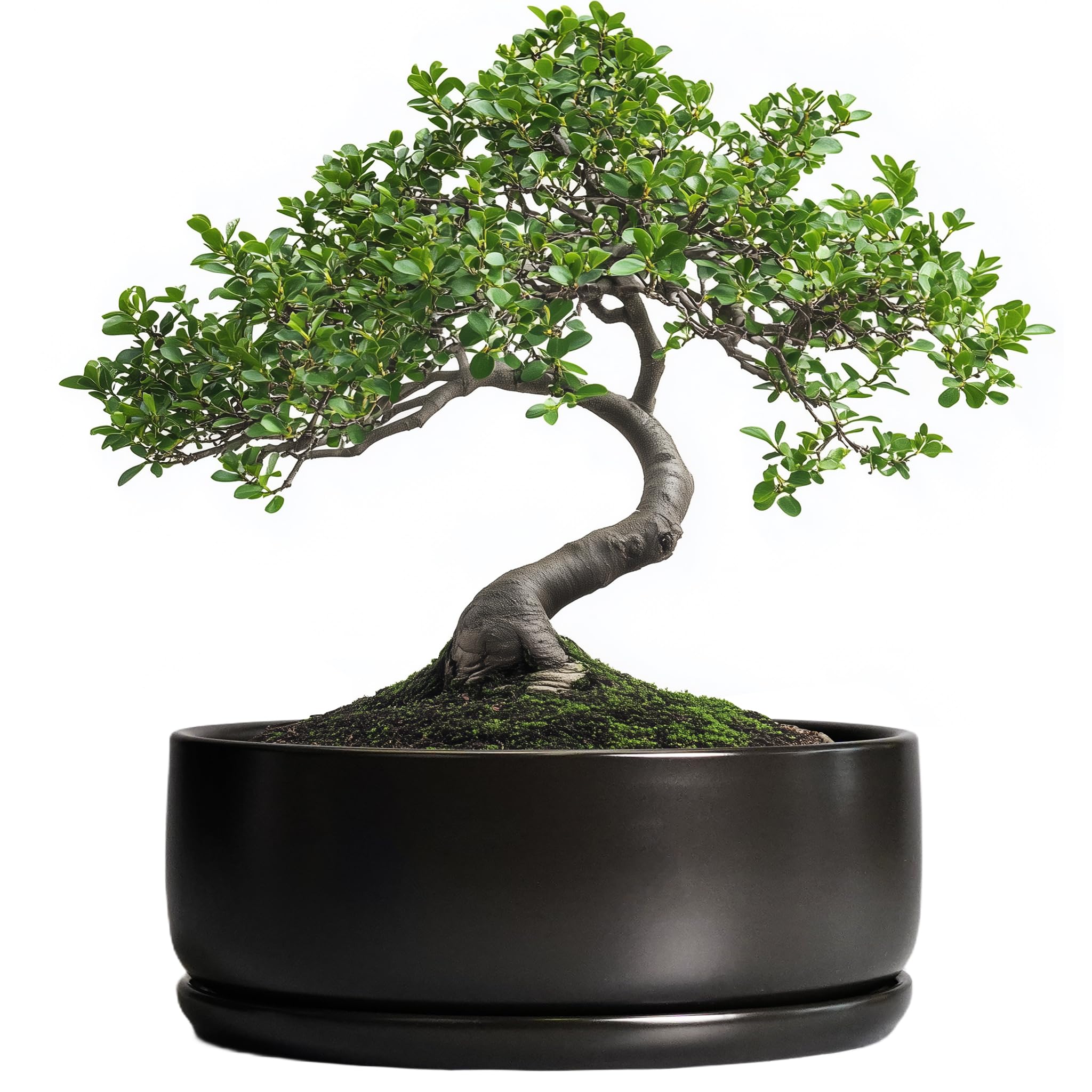 SQOWL bonsai pot with durable ceramic finish, ideal for indoor decor and reliable water retention.