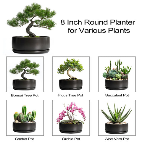 SQOWL bonsai pot demonstrates plant compatibility with orchids and greens.