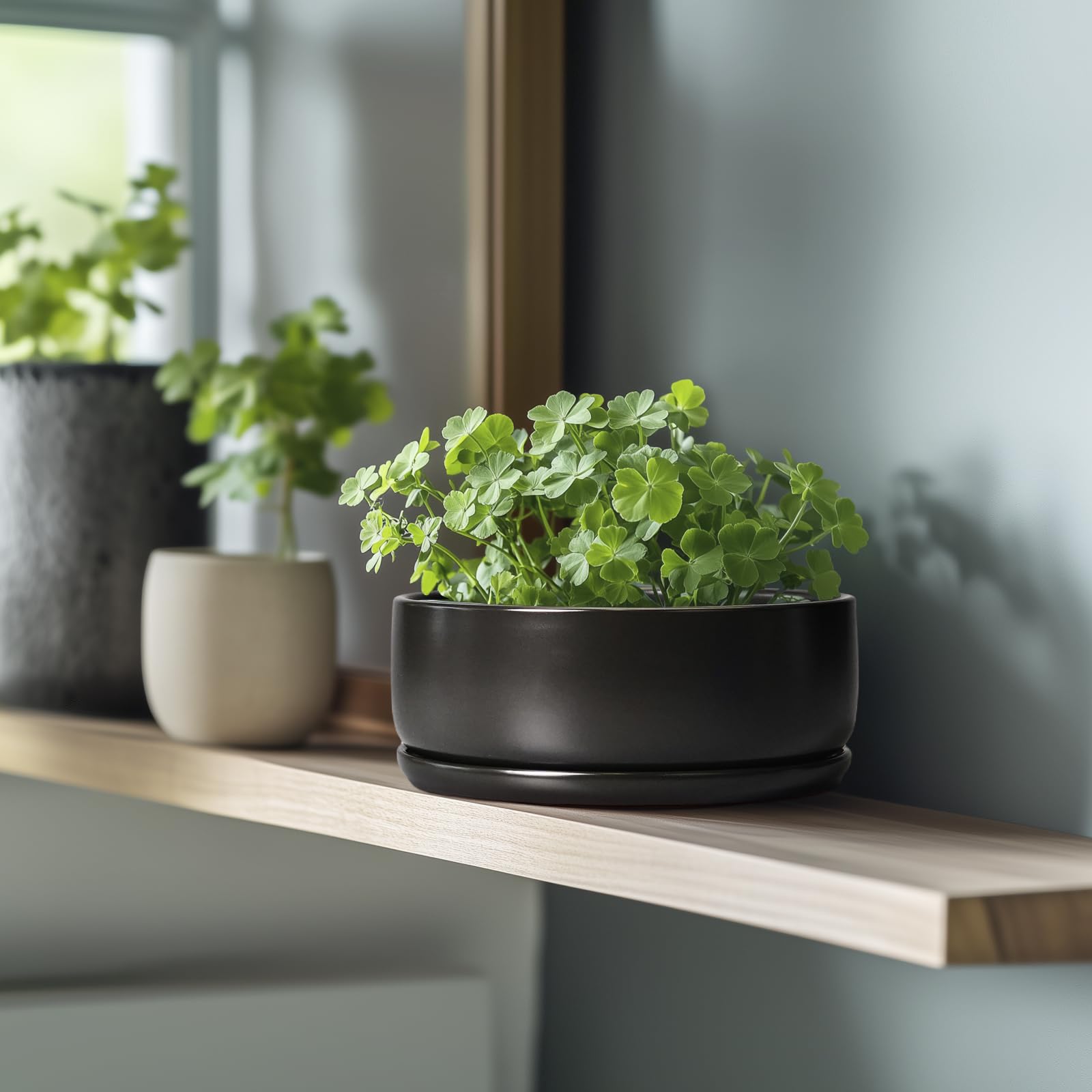 SQOWL bonsai pot for round indoor-outdoor use fits patios and windowsills.