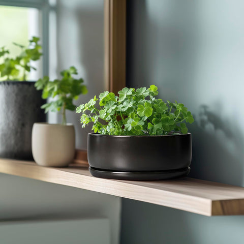 SQOWL bonsai pot for round indoor-outdoor use fits patios and windowsills.