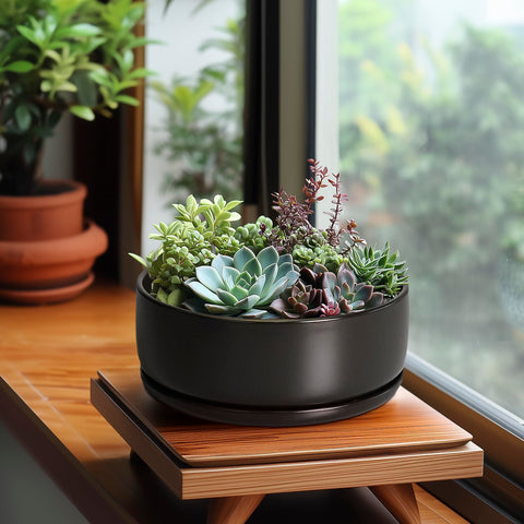 SQOWL bonsai pot designed for succulent planter enhances compact plant displays.