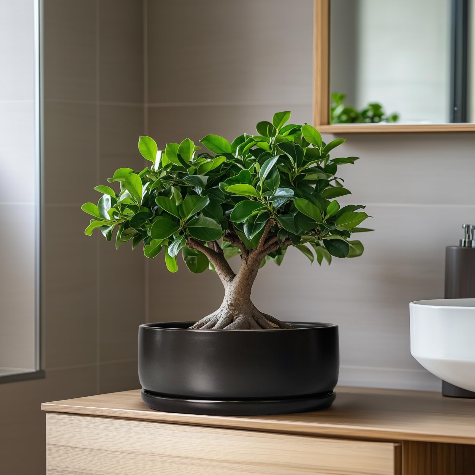 SQOWL bonsai pot on-tabletop decor elevates home or office spaces.