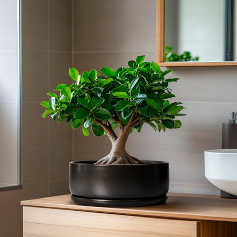 SQOWL bonsai pot on-tabletop decor elevates home or office spaces.