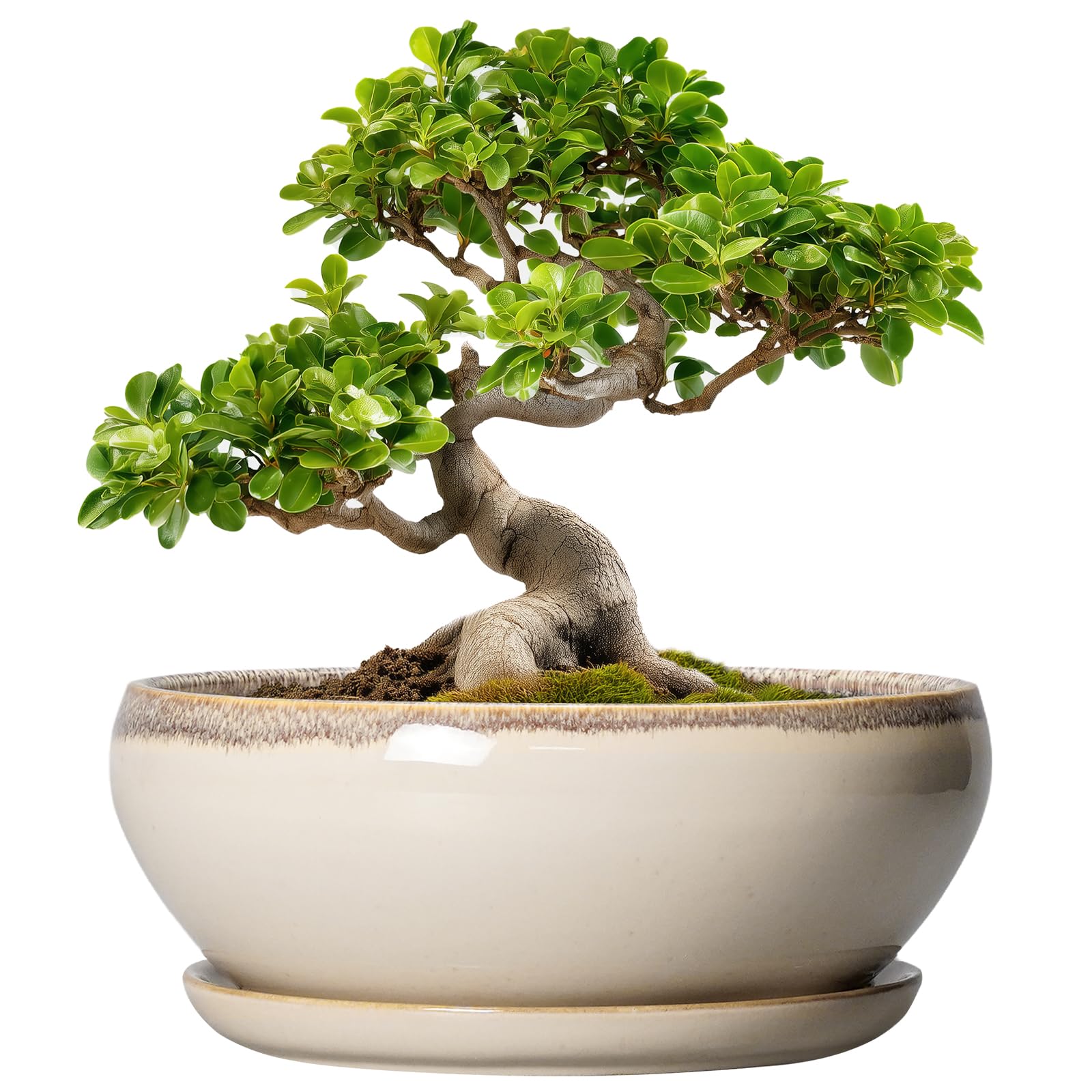SQOWL Bonsai tree pot with drainage hole for healthy root care.