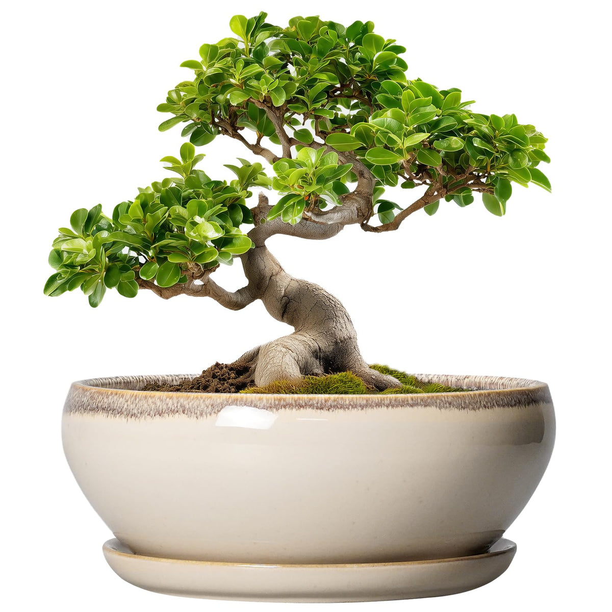 SQOWL Bonsai tree pot with drainage hole for healthy root care.