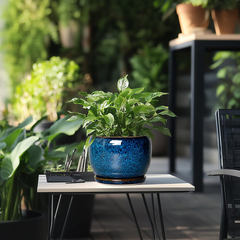 SQOWL blue glaze planter housing a succulent on a tabletop