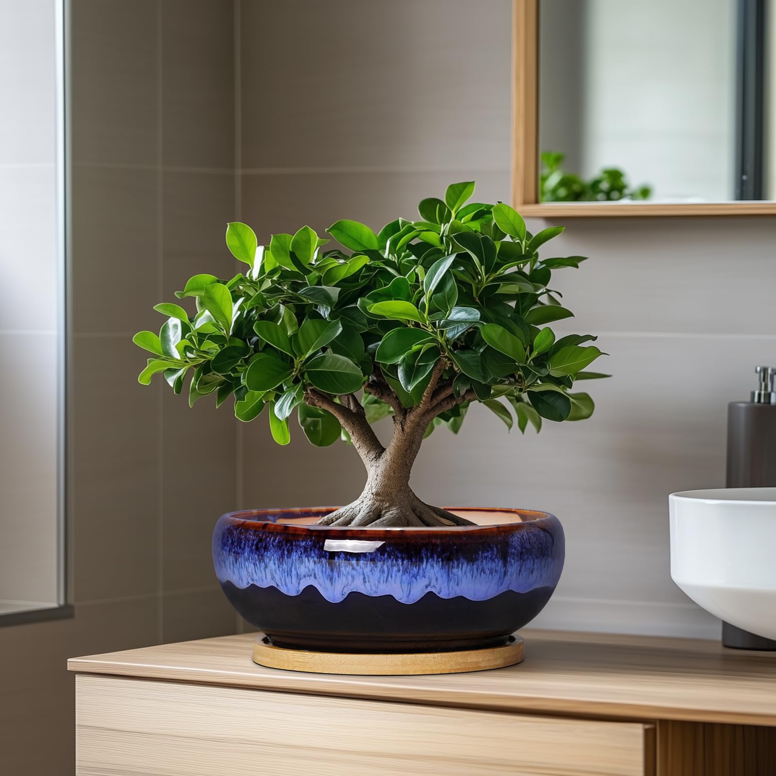 SQOWL indoor planter supports multiple small succulents, cacti, and moss displays.