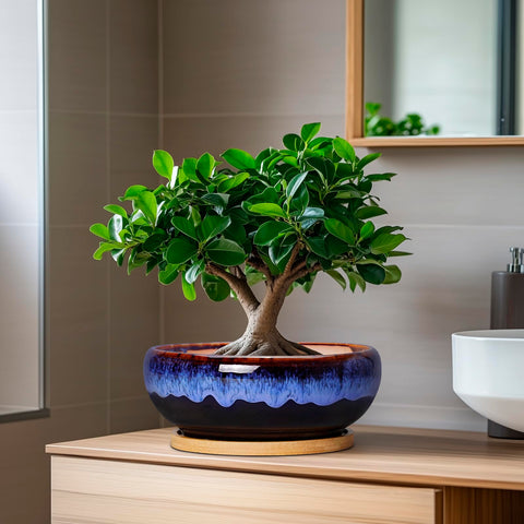 SQOWL indoor planter supports multiple small succulents, cacti, and moss displays.
