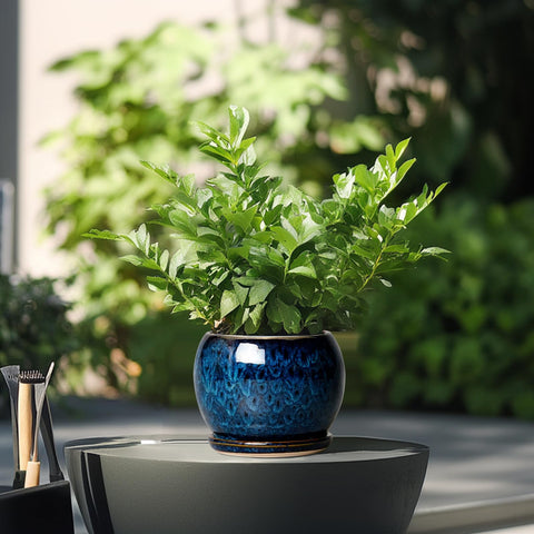 Round pot designed for succulents with a compact footprint