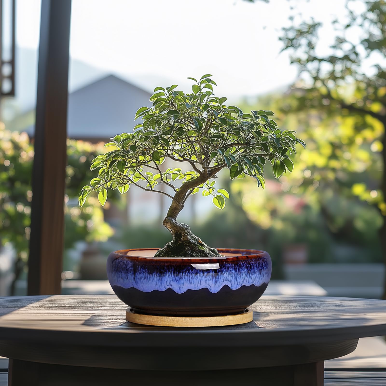SQOWL versatile planter suitable for succulents, herbs, and small bonsai.