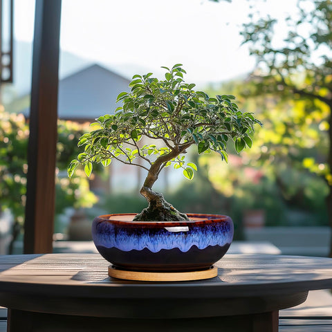 SQOWL versatile planter suitable for succulents, herbs, and small bonsai.