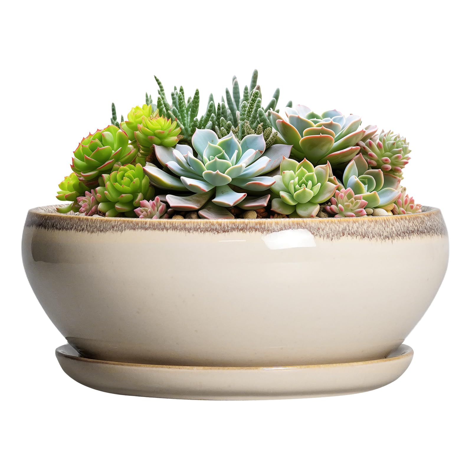 SQOWL 8-inch glazed beige succulent pot with sturdy ceramic finish for indoor decor.