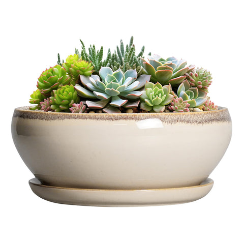 SQOWL 8-inch glazed beige succulent pot with sturdy ceramic finish for indoor decor.