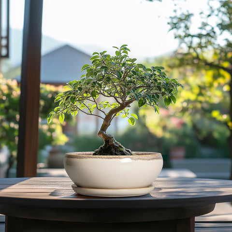 SQOWL versatile plant pot works with many plant types and arrangements.