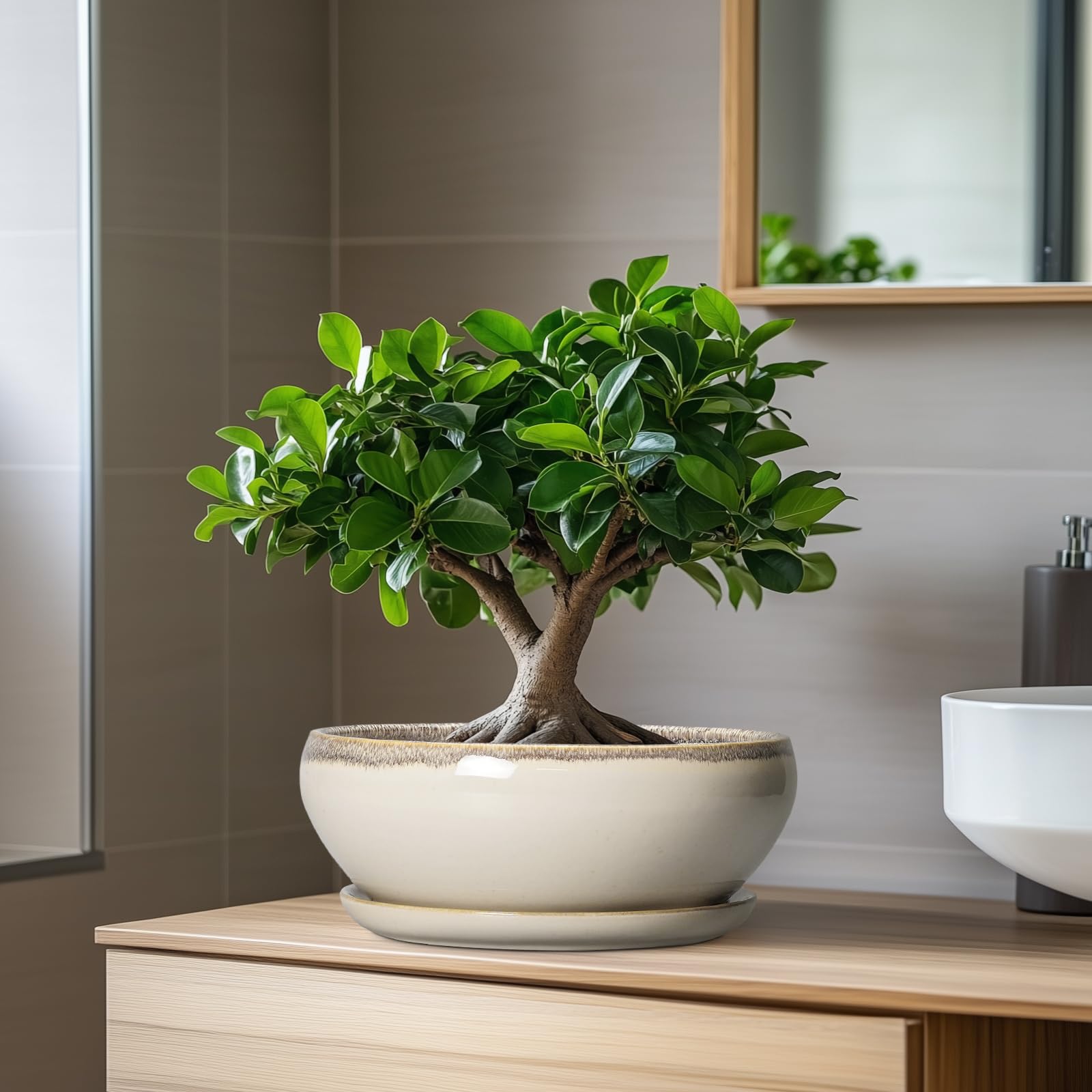 SQOWL round bonsai-style planter perfect for small indoor trees and succulents.