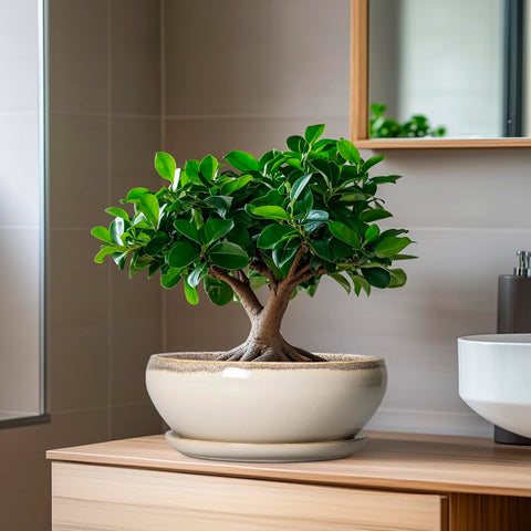 SQOWL round bonsai-style planter perfect for small indoor trees and succulents.