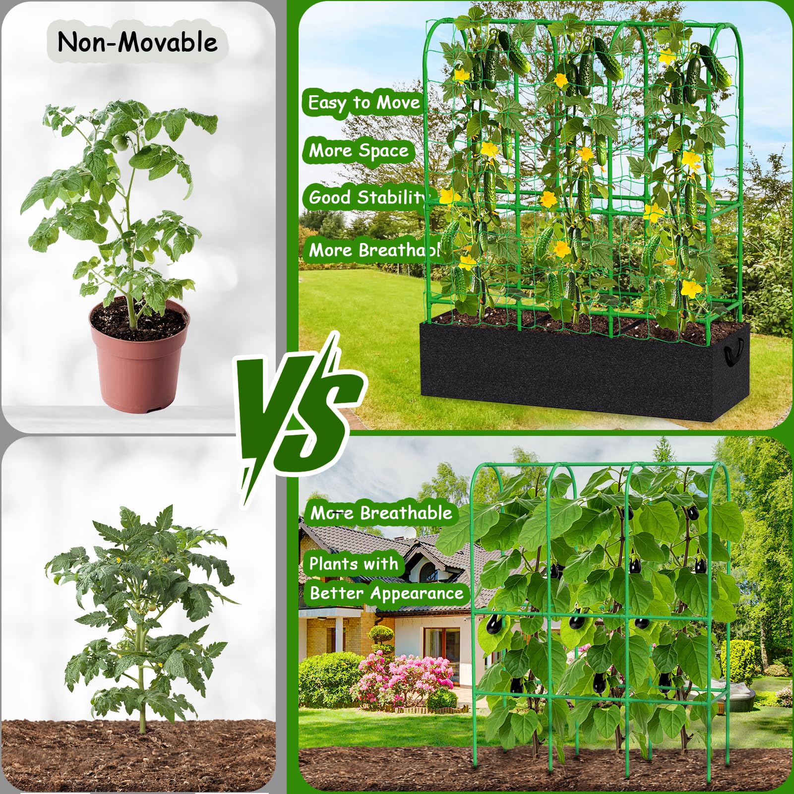 Srapwati U-shaped base trellis provides sturdy support for vigorous vertical growth.