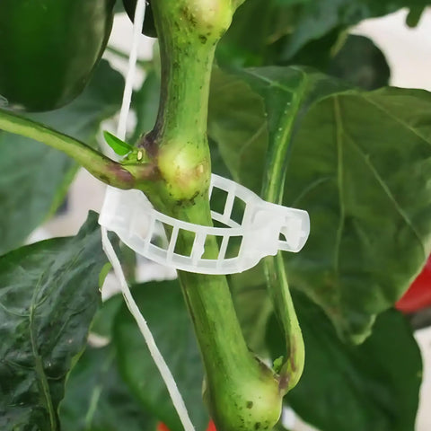 Srmayyi bundle packaging in garden for sharing with friends and fellow growers.