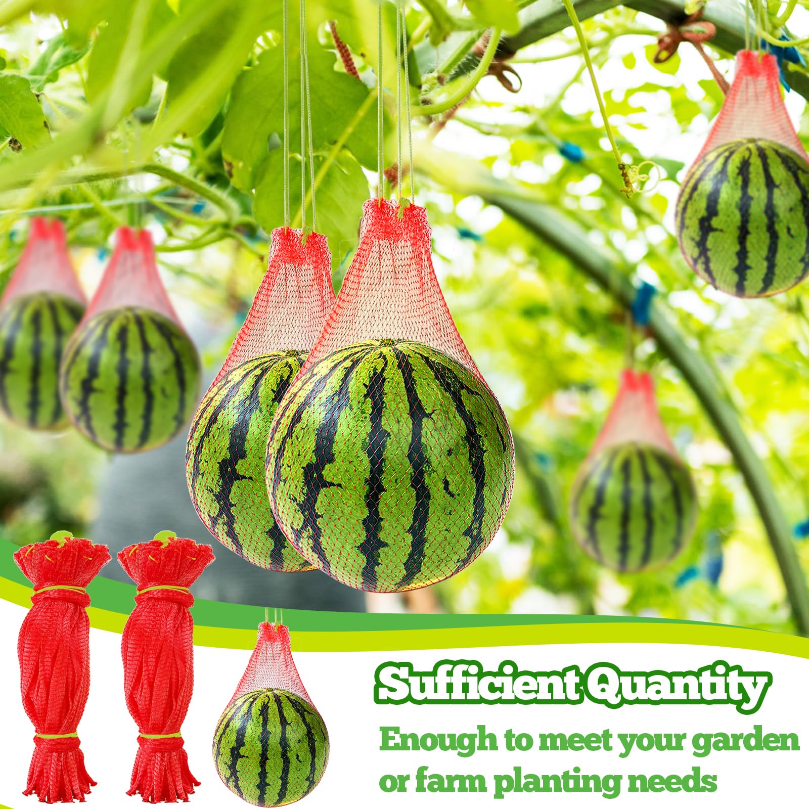 Srmayyi nets on a trellis supporting vertical garden fruit growth.