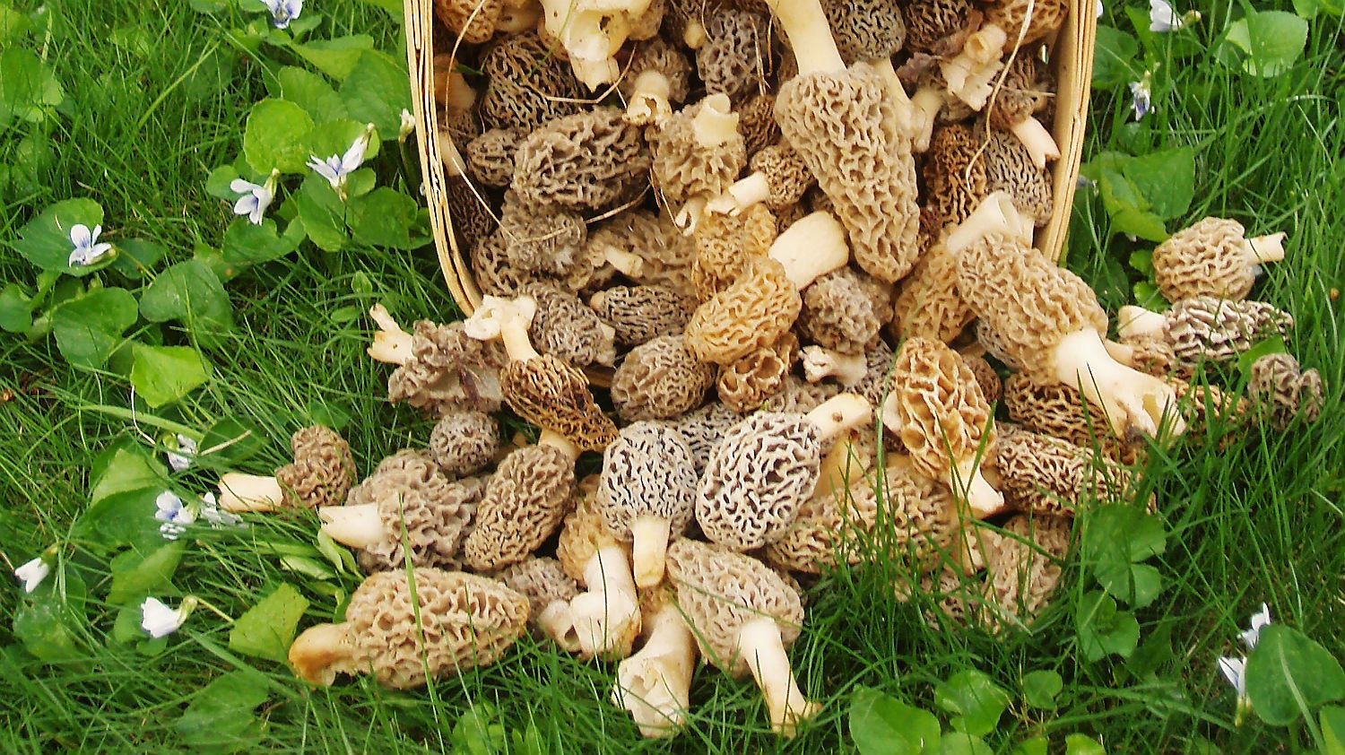 SS0089 Morel mushroom spores in sawdust kit for home growing and gourmet harvests