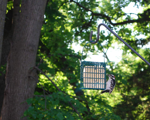 ST. ALBANS BAY SUET PLUS berry cakes entice tree-clinging and perching birds.