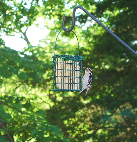 ST. ALBANS BAY SUET PLUS in use, birds feeding on cakes outdoors.