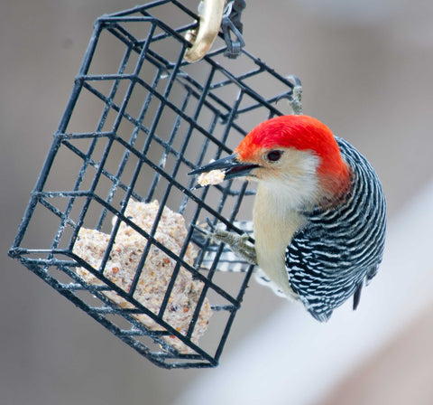 ST. ALBANS BAY SUET PLUS cakes closeup with rich ingredients for reliable feeding