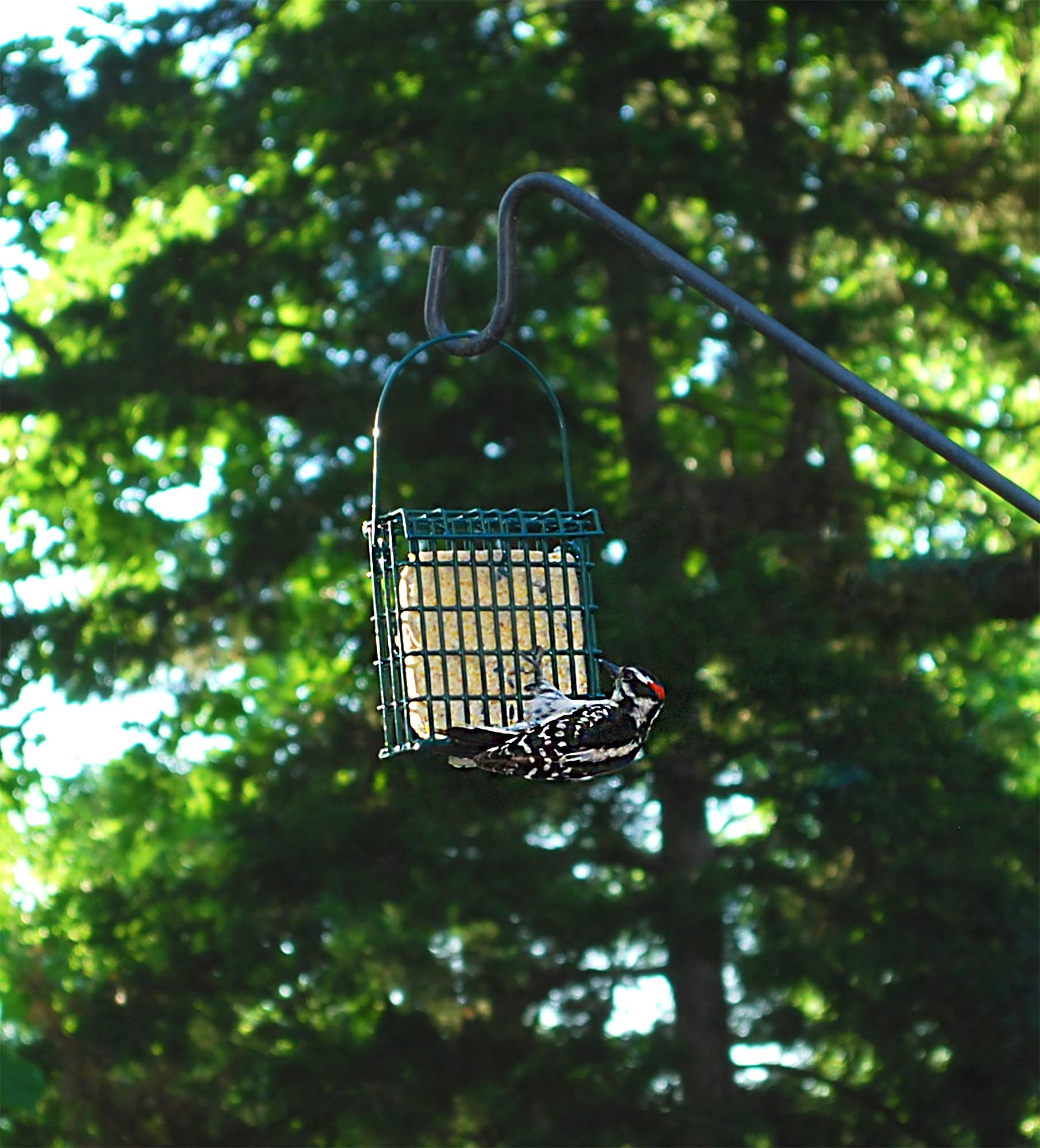 Made in USA ST. ALBANS BAY SUET PLUS showcase of domestically produced product
