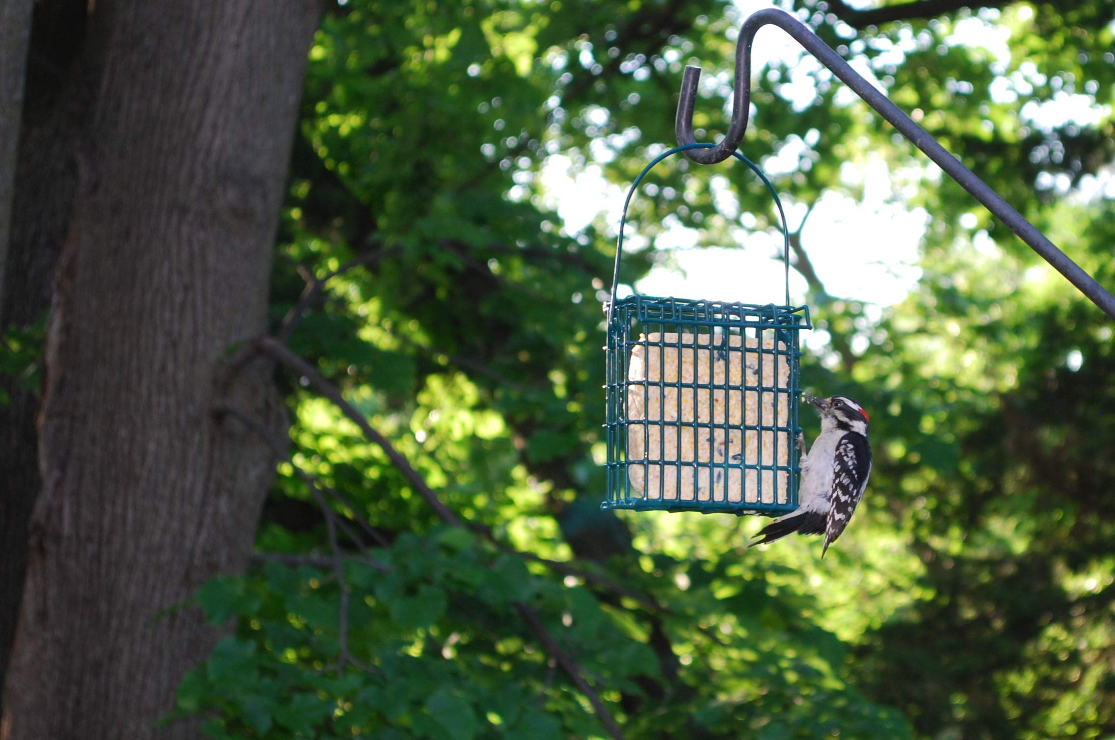ST ALBANS BAY SUET PLUS premium melt-resistant formula, ideal for year-round feeding.