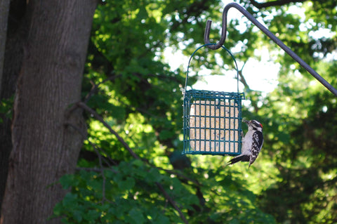 ST ALBANS BAY SUET PLUS premium melt-resistant formula, ideal for year-round feeding.