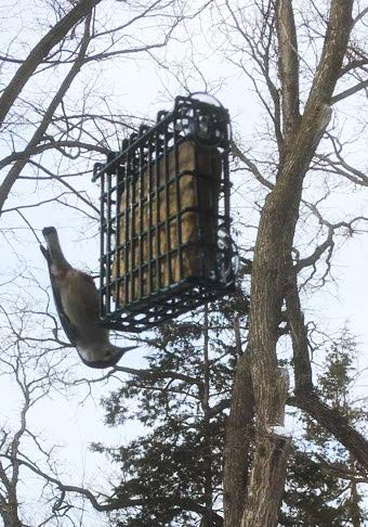 ST. ALBANS BAY SUET PLUS birds feed at backyard feeder.