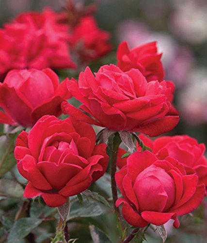 Star Roses Knock Out Rose shrub with lush foliage for sunny borders.
