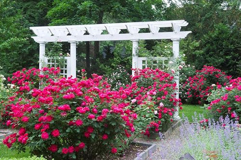 Star Roses Knock Out provides season-long blooms from spring to frost for colorful borders.