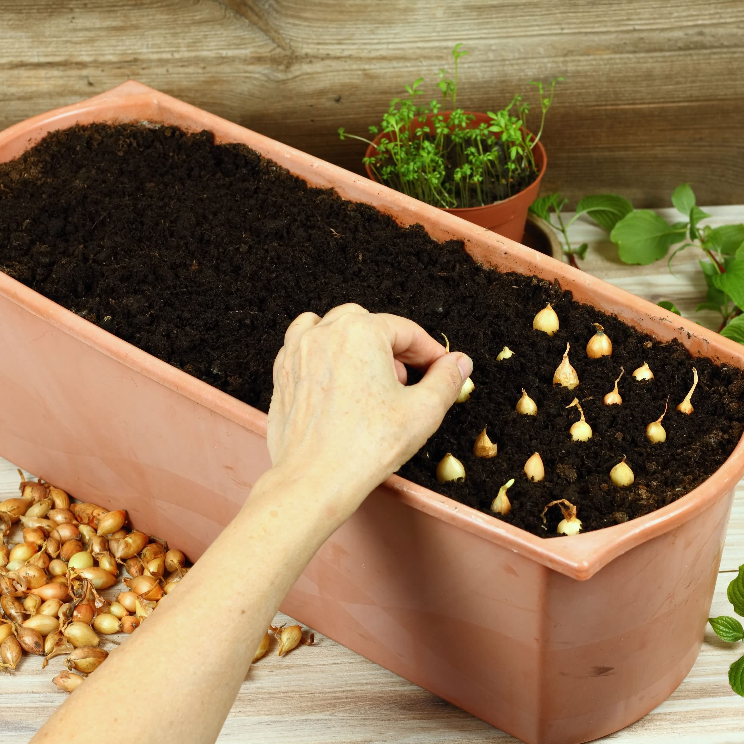 Stargazer Perennials day-neutral and long-day varieties for reliable home growing