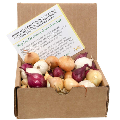 Stargazer Perennials mixed onion assortment bulbs for home garden planting