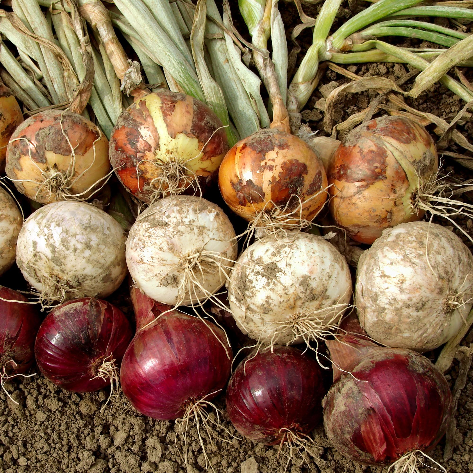 Stargazer Perennials non-GMO onion sets support safe home gardening