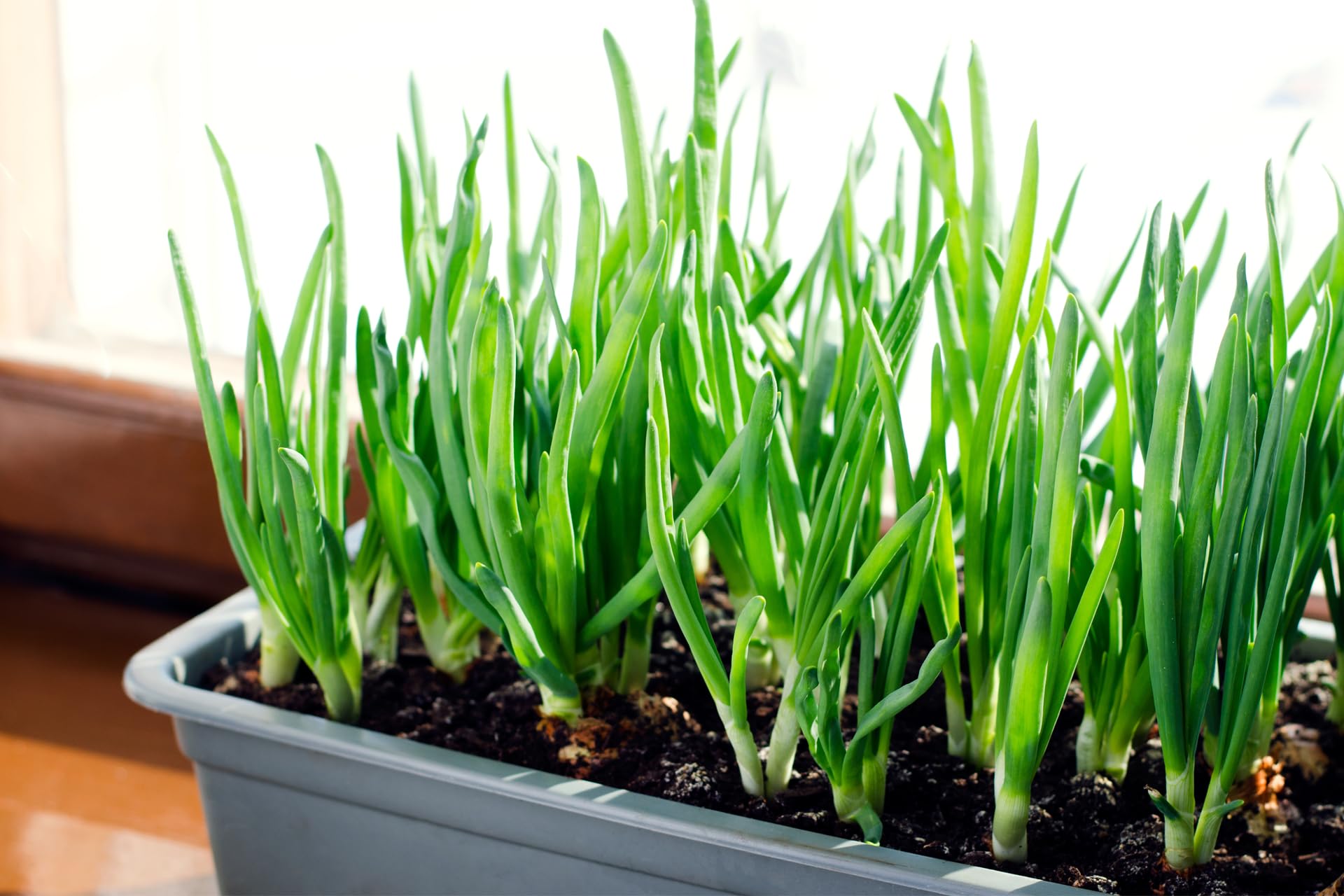 Stargazer Perennials onion mix for containers ideal for balcony gardening.