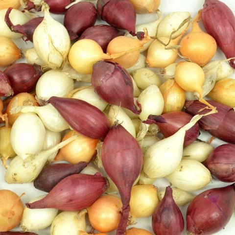 Stargazer Perennials onion sets hand-sorted bulbs for precise spacing in beds.