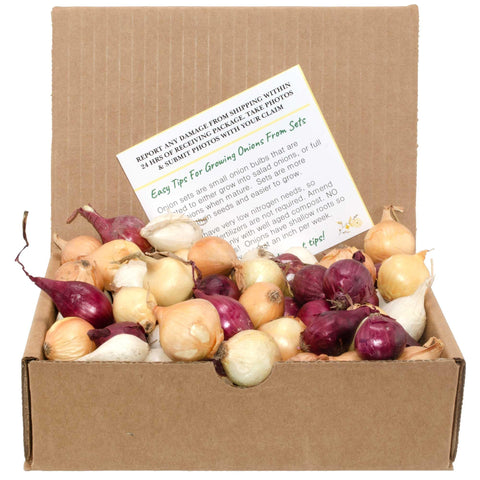 Stargazer Perennials onion sets in red, white, and yellow mix ready for home planting.