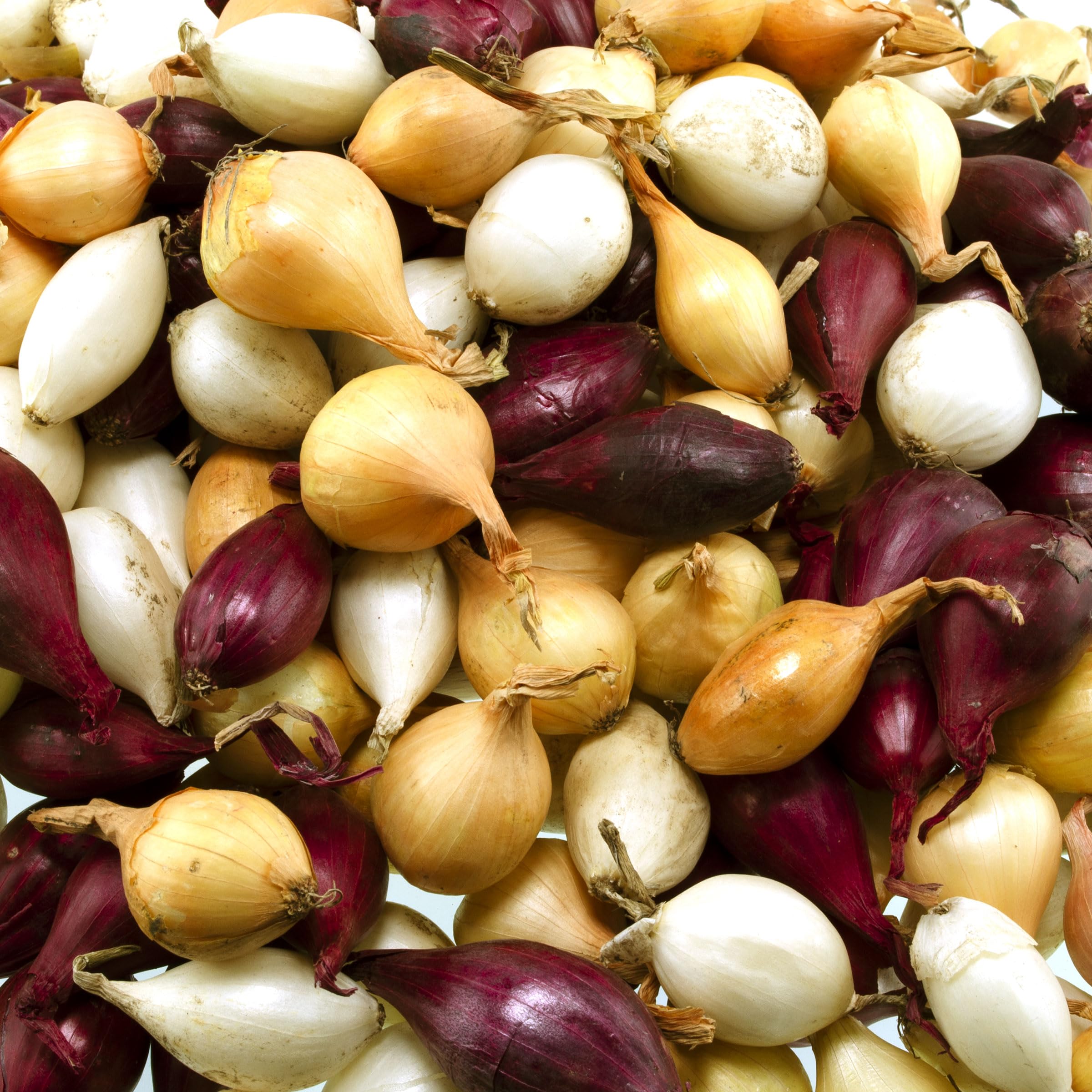 Stargazer Perennials red onion sets ideal for fresh harvest and flavorful meals