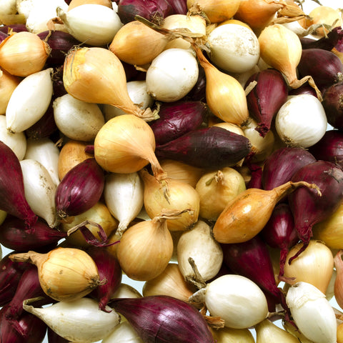 Stargazer Perennials red onion sets ideal for fresh harvest and flavorful meals